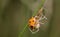 Comb-footed spider eating a Ladybird