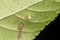 Comb footed spider, Meotipa picturata, Satara, Maharashtra