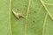 Comb footed spider - Meotipa sp. , resting under leaf, Amba , Kolhapur