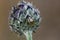 Comb-footed spider on thistle bud