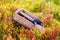 Comb for picking blueberries. Beautiful photos and blur background.