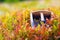 Comb for picking blueberries. Beautiful photos and blur background.