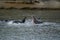 Combat of two male hippos, South Luangwa, Zambie