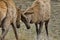 Combat between young male elk with spike antlers