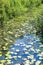 Combe Haven reed Beds and Lily Pads near bexhill in East Sussex, England