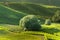 Combed rows of grapevine in barolo italy, beautyful vineyards