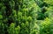 Combination of beautiful column of yew Taxus baccata Fastigiata Aurea on evergreen plants background, and graceful bamboo