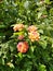 The combination of pink and orange makes lantana plants rare