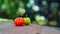 Combination of red and green colored Brazilian cherry fruit with defocus background