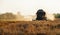 Combine agricultural harvester gathering a ripe crop on field.