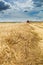 Combine harvester in action on barley field harvesting.