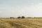 Combine harvester agriculture machine harvesting golden ripe wheat field. Harvester combine harvesting wheat and pouring