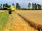 Combine harvester cutting crop