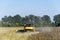 Combine-harvester in a field harvests a sunflower crop for making oil and using it in the food industry