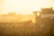 Combine harvester harvesting ripe sunflower at sunset