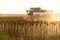 Combine harvester harvesting ripe sunflower at sunset