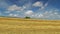 Combine harvester harvesting a ripened wheat in field