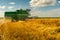 Combine harvester harvesting wheat