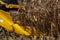 Combine harvester harvests corn in the field of a farm