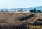 A combine harvester harvests the fields