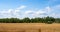 Combine harvester harvests ripe wheat in field