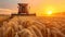 Combine harvester harvests wheat in summer, tractor cutting rape grain on farm at sunset. View of machine working in field, sky