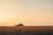 Combine harvester machine in corn field at sunset. Multi purpose
