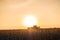 Combine harvester machine working in corn field at sunset. Multi