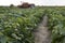 combine-harvester next to green bean plant