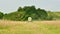 Combine harvester in the wheat field during harves