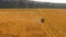 Combine Harvester Working In The Field Of Wheat