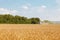 Combine harvester working in a wide wheat field