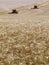 Combine harvester on a yellow wheat field