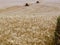 Combine harvester on a yellow wheat field