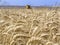 Combine harvester on a yellow wheat field