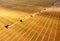 Combine harvesters agricultural machines collecting golden wheat on the field. View from above.