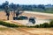 Combine harvesters working in the field in autumn season