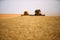 Combine harvesters working in a wheat field on sunset round about. Harvesting machine driver cutting crop in a farmland