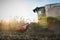 Combine harvesting crop corn