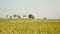 Combine harvesting rice crops and flock of birds flying over