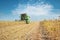 Combine harvesting soybeans