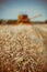 Combine harvesting wheat