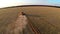 Combine harvesting wheat