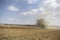 The combine harvests the ripe golden wheat in the grain field. Agricultural work in summer.