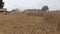 Combine thresher harvest wheat and stork birds fly. Panorama