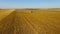 Combines harvest sunflower during the day. Aerial. In autumn.