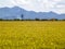 Combines harvester harvesting rice