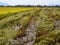 Combines harvester harvesting rice on a bright day