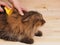 Combing brush and cat on the wood background
