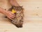 Combing brush and cat on the wood background